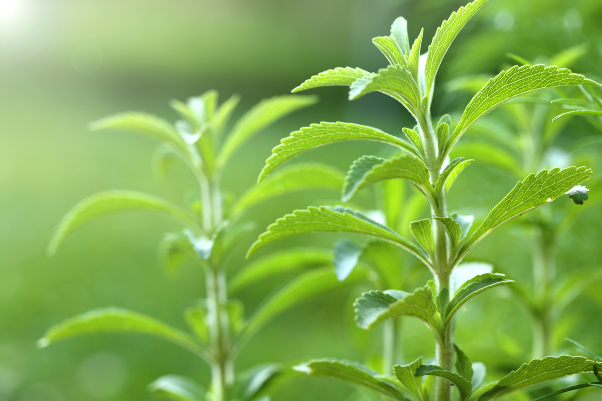 Stevia vs Sugar: Nutrition, Benefits, Uses