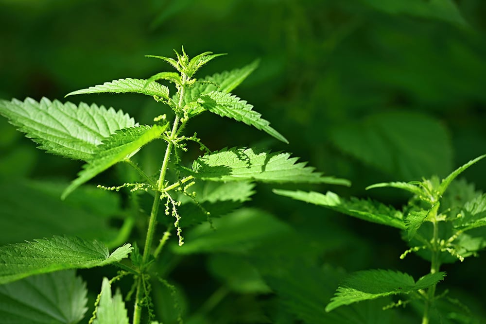 New Video: Prostate Health | 4 Plant Based Ingredients to Incorporate (Watch)