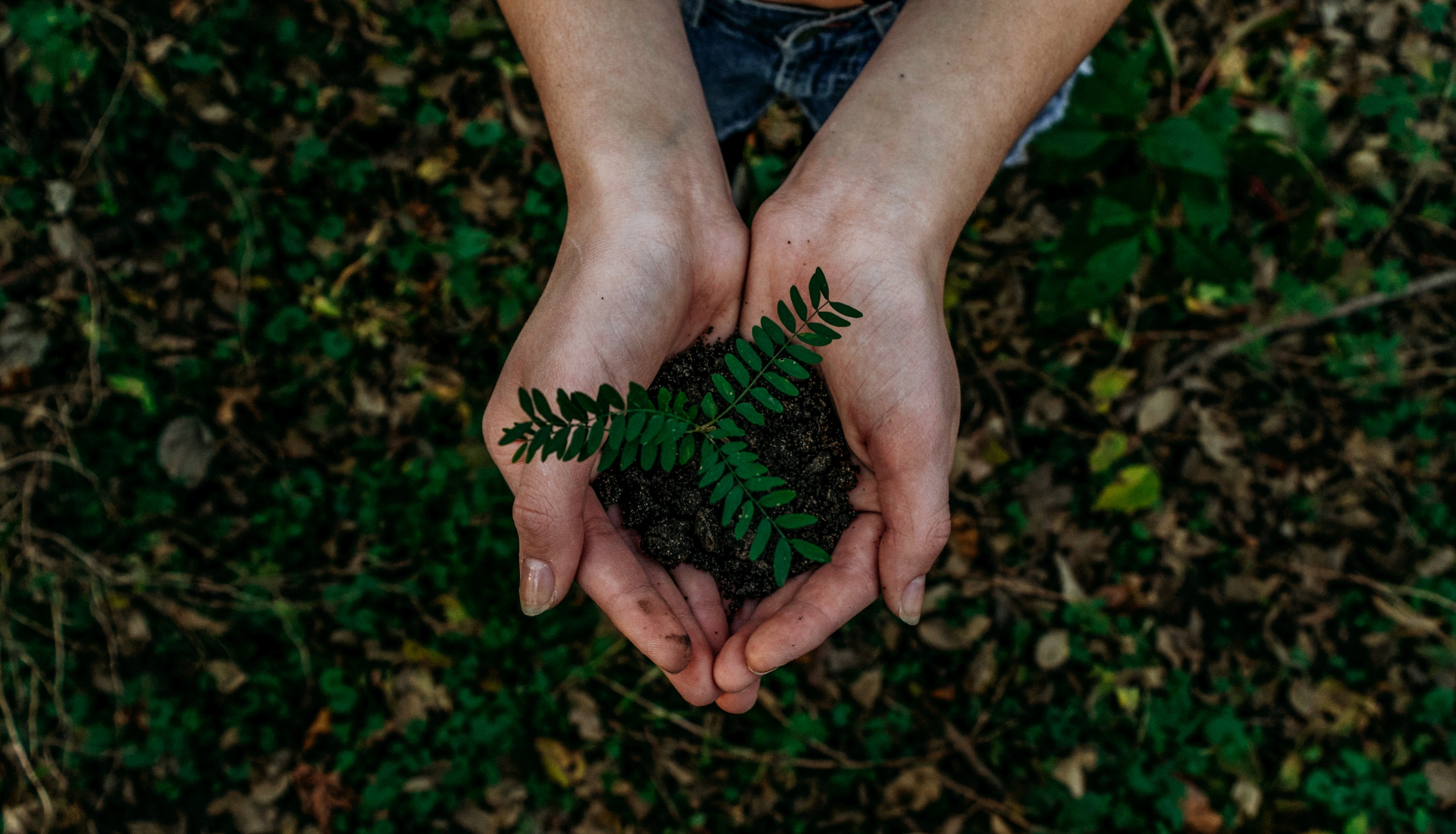 Christmas Tree Planting:  A New Environmentally-Friendly Holiday Tradition