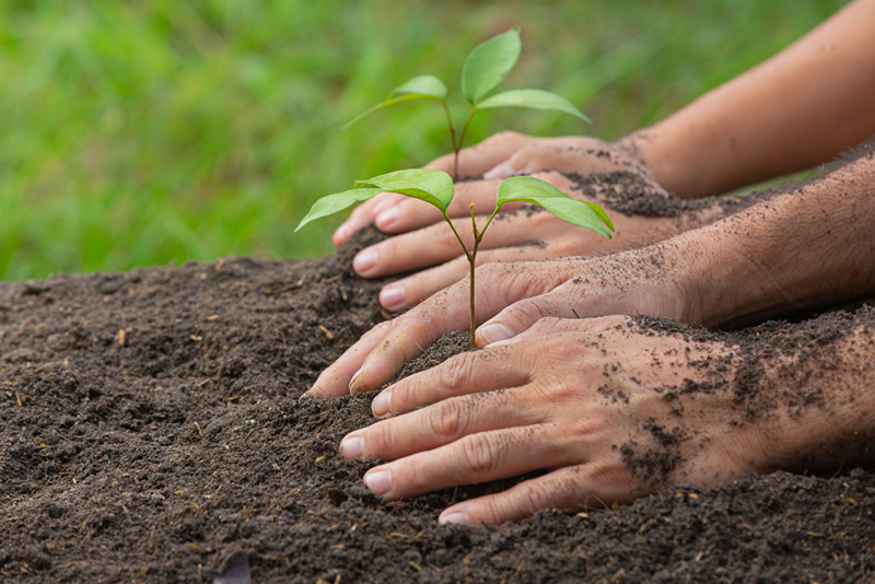 Planting Trees