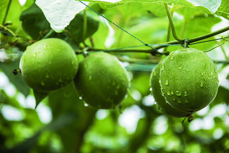 Monk fruit also known as luo han guo on tree