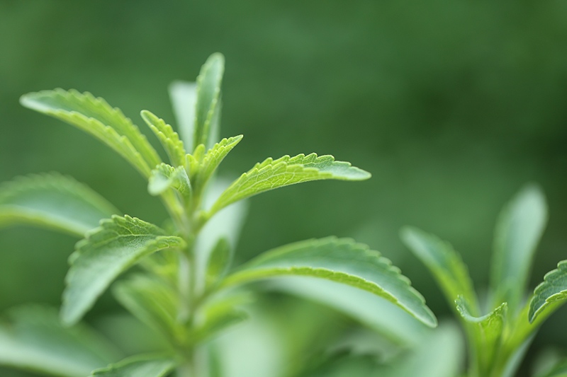 Stevia leaves