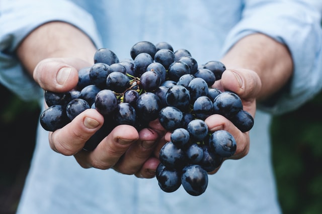 Hand holding out grapes: Rich in resveratrol