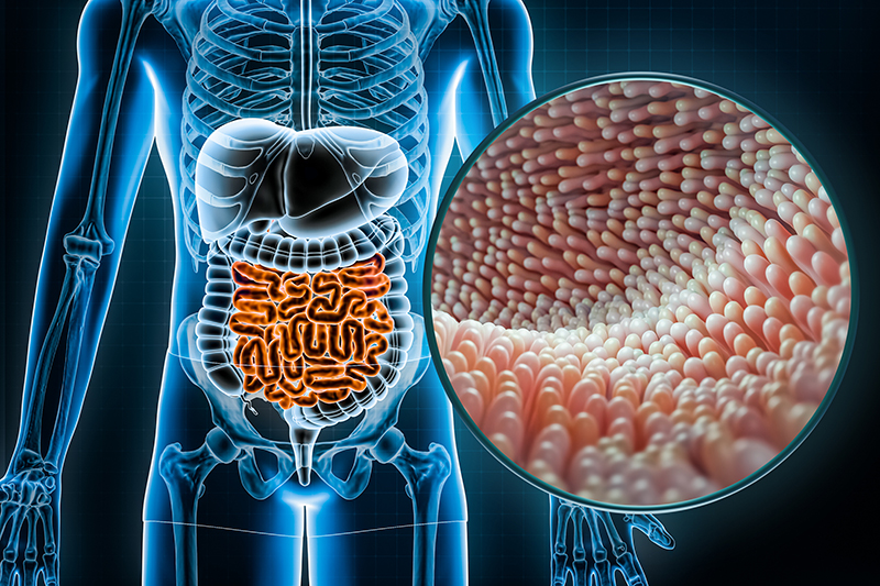 gut health