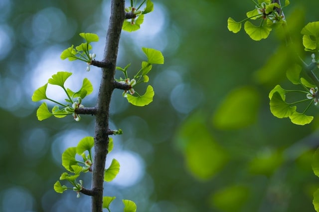 Ginkgo Biloba: 