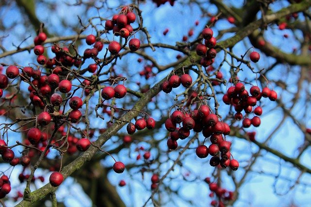 hawthorn leaves and berries