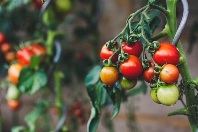 Tomatoes on the vine: rich in lycopene and may help to increase blood flow